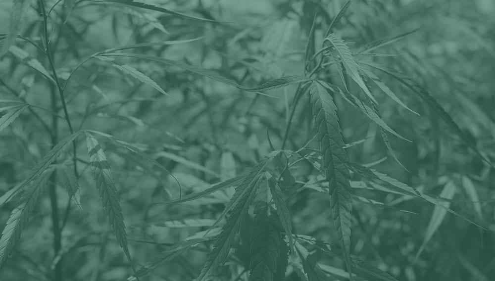 Cáñamod industrial